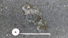 Ctenosaura similis similis