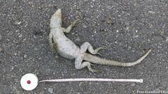 Ctenosaura similis similis