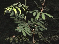 Vachellia collinsii