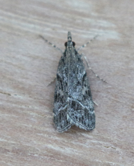 Eudonia rectilinea