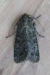 Apamea devastator