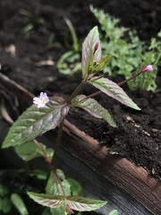 Epilobium denticulatum