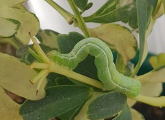 Chrysodeixis chalcites