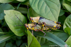 Zonocerus variegatus