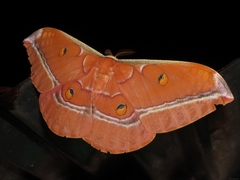 Antheraea