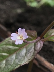 Epilobium denticulatum