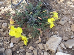 Oenothera lavandulifolia