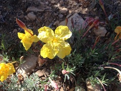 Oenothera lavandulifolia