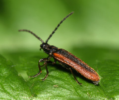 Omalisus fontisbellaquei