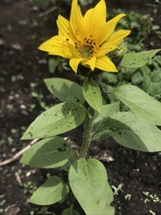 Helianthus