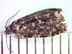 Olethreutes albiciliana