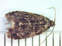 Olethreutes albiciliana