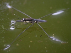 Aquarius conformis