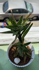Aloe juvenna