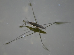 Aquarius conformis
