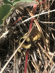 Bombus centralis