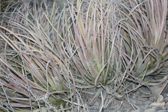 Agave striata