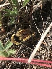 Bombus centralis