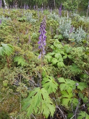 Aconitum septentrionale