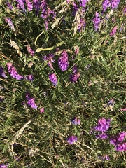 Vicia cracca