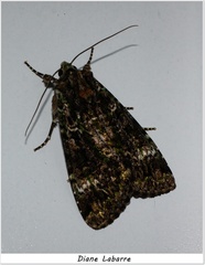 Anaplectoides prasina