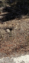 Thomomys monticola