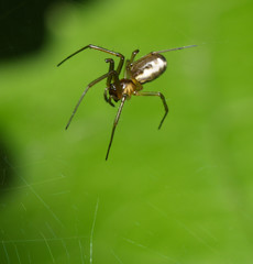 Neriene peltata