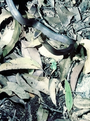 Cacophis squamulosus