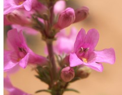 Penstemon angustifolius