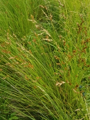 Carex scoparia