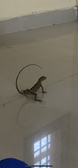 Calotes versicolor