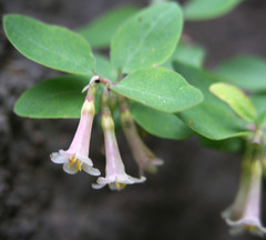 Symphoricarpos longiflorus