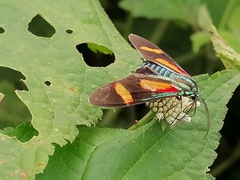 Cyanopepla submacula