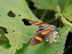 Cyanopepla submacula