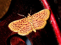 Polygrammodes eleuata