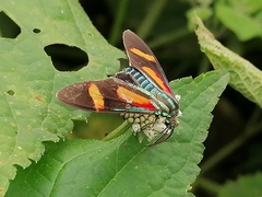 Cyanopepla submacula