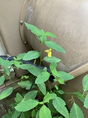 Impatiens pallida