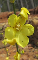 Verbascum cariense