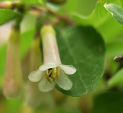 Symphoricarpos longiflorus