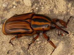 Rhynchophorus phoenicis