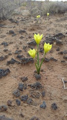 Zephyranthes longifolia