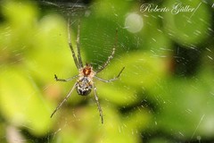 Mecynogea erythromela