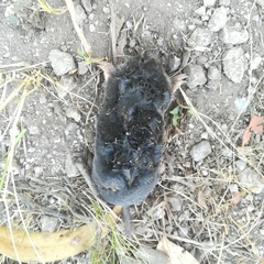 Talpa occidentalis