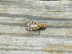 Melieria