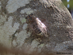 Cicada barbara lusitanica