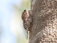 Cicada barbara lusitanica