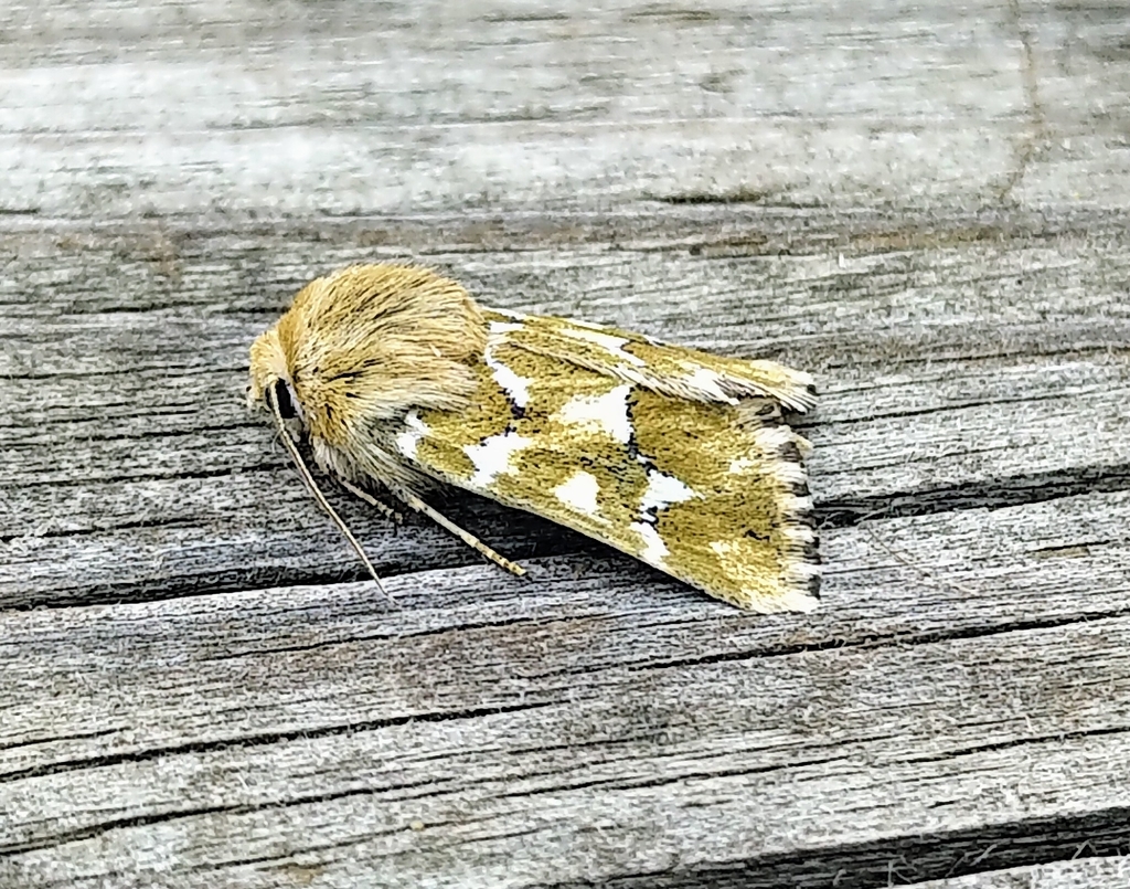 Mead's Flower Moth