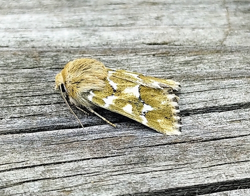 Mead's Flower Moth