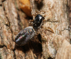 Salticidae