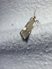 Cisthene dorsimacula